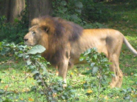 Male lion at the Uganda Wildlife Education Center (zoo) near Kampala